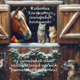 ügyességi háziverseny lovaglás lovasoktatás