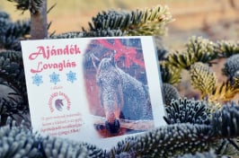 ügyességi háziverseny lovaglás lovasoktatás